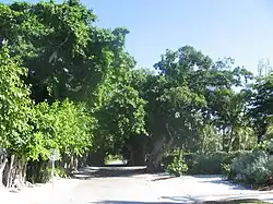 Banyan Street (The new tree front-right is due to damage from Hurricane Charley)