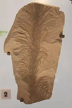 B. longifolia fossil