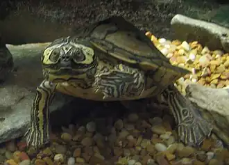 Barbour's map turtle (Graptemys barbouri), megacephalic female in zoo exhibit