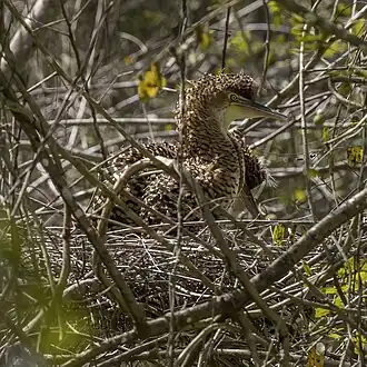 juvenile on nest