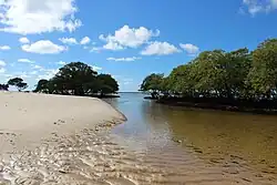 Mangroves in Barra de São Miguel