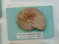 Barremites cassidoides (Uhlig), Upper Barremian, Brestak, (Coll. St. Breskovski) at the Sofia University Museum of Paleontology and Historical Geology