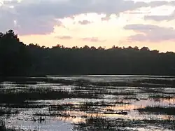 View of densely-vegetated Atlantic White Cedar bog at Bass River State Forest
