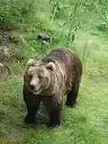 Brown bear