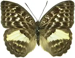 Female, Mbalmayo, Cameroon