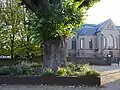 Tree in front of church