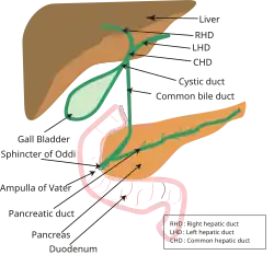 Biliary tract