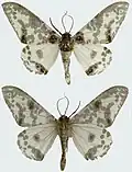 Subspecies exanthemata male, upperside and underside