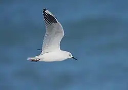 Black-Billed Gull (Chroicocephalus bulleri) flying past Coopers Lagoon. Black-Billed Gulls are one of many birds that can be seen flying over the lagoon or along the local coastline.