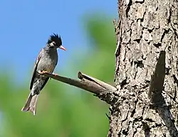 Black bulbul (Hypsipetes leucocephalus)
