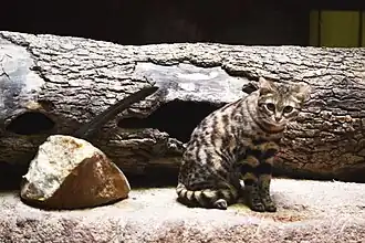 Smallest wild cat in Africa, the black-footed cat (Felis nigripes).