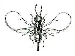 Blastophaga psenes female