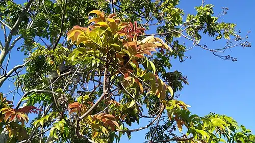 Colourful new growth