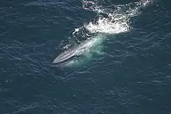 Photograph blue whale near surface with throat bulging