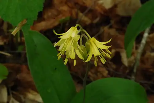 Bluebead, Clintonia borealis, May