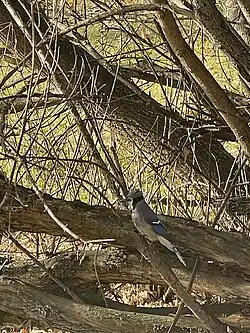 A blue jay bird sits on a branch, surrounded by leafless tree branches.