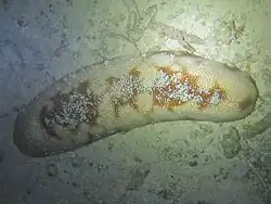 Bohadschia koellikeri