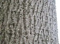 Up-close view of a typical, undisturbed bark in Hong Kong.