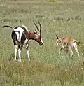 Bontebok female and young