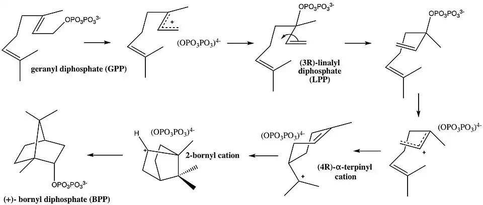 Cyclization of geranyl diphosphate into (+)- bornyl diphosphate synthase catalyzed by Bornyl Diphosphate Synthase