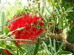 Bottlebrush flower partial blooming found in Kelantan, Malaysia.