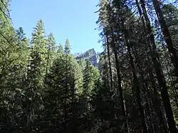 Douglas fir and pine trees on a slope below a rock outcrop in the wilderness