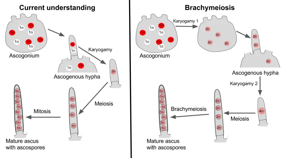 A comparison of the current understanding of sexual reproduction in ascomycete fungi to the brachymeiosis hypothesis.