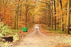 A forest during fall and a green trash can