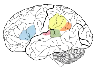 This shows the primary auditory cortex and the surrounding regions it communicates with.
