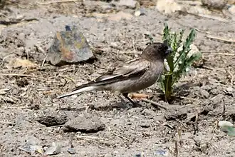 Brandt's mountain finch (breeding plumage)