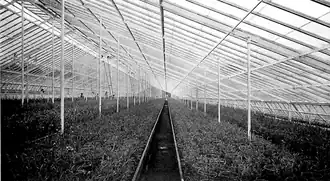 Center of a large greenhouse