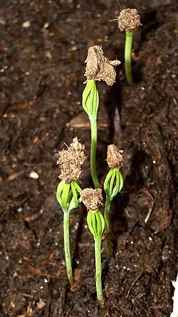 Seedlings, 1 week old