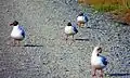 A group in Torres del Paine National Park, Chile; the bird in the foreground is moulting into winter plumage