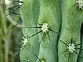 Spines