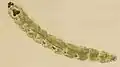 Mining larva