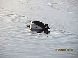 Bucephala clangula in icy Kaijonlahti in Kuivasjärvi, Oulu, Finland.