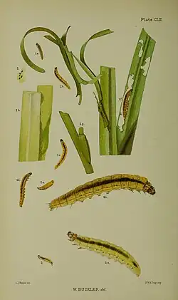 Figs. 2 larva after final moult 2a same highly magnified
