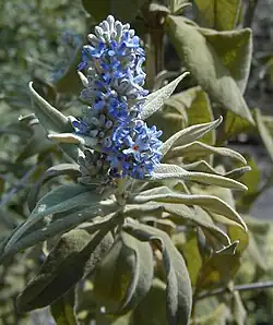 Buddleja salviifolia (sage)