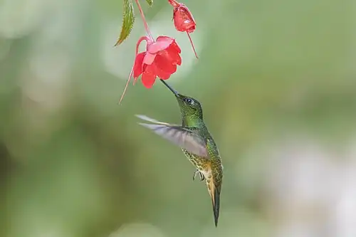 near Nanegalito, Ecuador