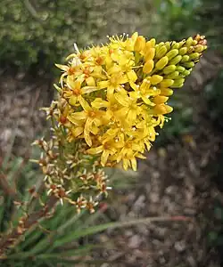 A mature Bulbinella hookeri inflorescence.