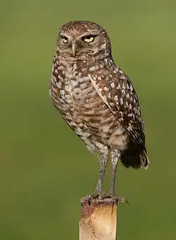 A. c. floridana, adult, Pembroke Pines, Florida