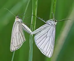 Mating