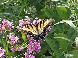 Flowers with butterfly