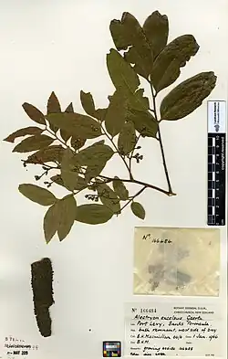 Herbarium specimen of leaves and bark