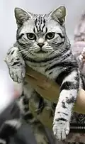 Black–silver tabby adult