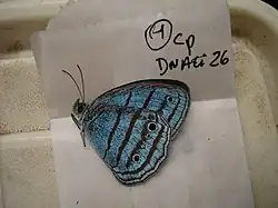 A preserved blue butterfly with black spots