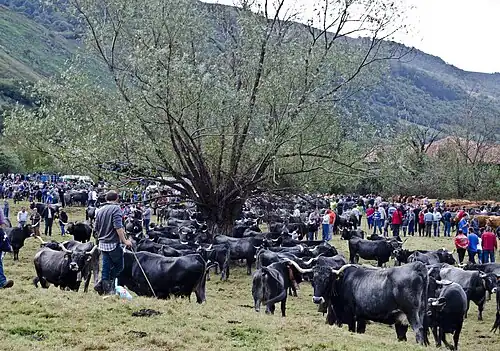 Cattle fair in Villayuso de Cieza [es], 2013