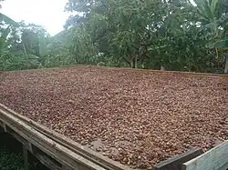Beans drying in the sun