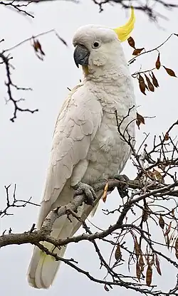 Cockatoo perching on a branch: Its plumage on the top of its head above its eyes is white and it has a horn-coloured beak. The rest of its head, its neck, and most of its front are pink. Its wings and tail are grey.