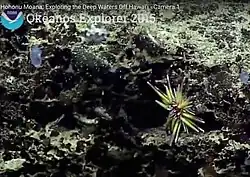 Caenopedina pulchella